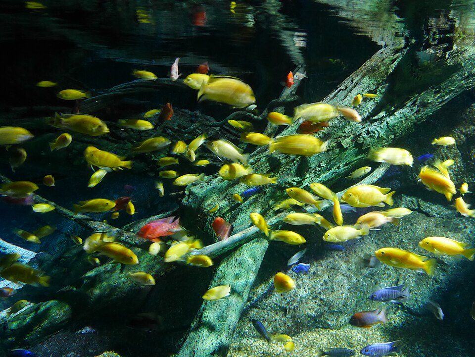 SEA LIFE Bangkok shoal of fish